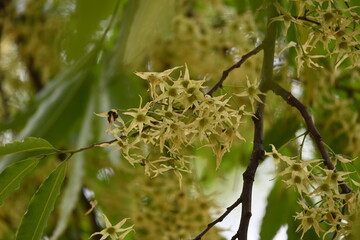 Polyalthia longifolia tree flowers. It's tree other names Ashoka, glodokan, glodogan tiang, False Ashok Tree. 
The bark of this trees is used in making many Ayurvedic medicines.
