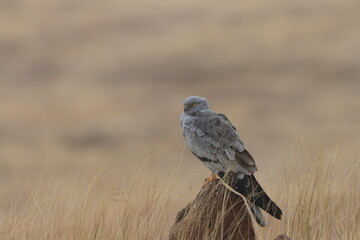 This striking image captures Montagu’s Harrier, a slender and elegant bird of prey known for its...