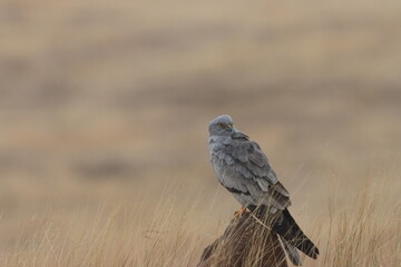 This striking image captures Montagu’s Harrier, a slender and elegant bird of prey known for its graceful flight over open grasslands and agricultural fields. With its long wings, narrow body, and kee