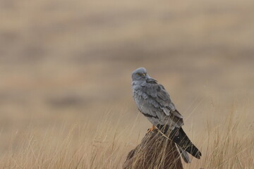 This striking image captures Montagu’s Harrier, a slender and elegant bird of prey known for its graceful flight over open grasslands and agricultural fields. With its long wings, narrow body, and kee