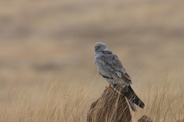 This striking image captures Montagu’s Harrier, a slender and elegant bird of prey known for its...