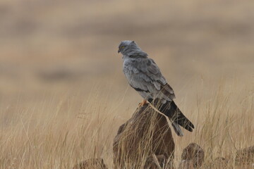 This striking image captures Montagu’s Harrier, a slender and elegant bird of prey known for its...