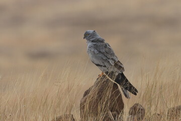 This striking image captures Montagu’s Harrier, a slender and elegant bird of prey known for its graceful flight over open grasslands and agricultural fields. With its long wings, narrow body, and kee