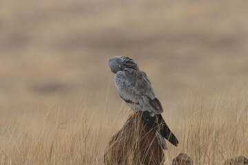 This striking image captures Montagu’s Harrier, a slender and elegant bird of prey known for its graceful flight over open grasslands and agricultural fields. With its long wings, narrow body, and kee