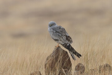 This striking image captures Montagu’s Harrier, a slender and elegant bird of prey known for its...
