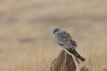 This striking image captures Montagu’s Harrier, a slender and elegant bird of prey known for its graceful flight over open grasslands and agricultural fields. With its long wings, narrow body, and kee