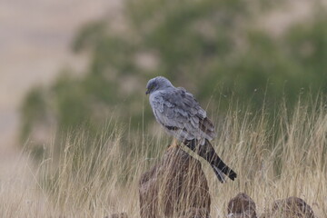 This striking image captures Montagu’s Harrier, a slender and elegant bird of prey known for its graceful flight over open grasslands and agricultural fields. With its long wings, narrow body, and kee