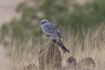 This striking image captures Montagu’s Harrier, a slender and elegant bird of prey known for its graceful flight over open grasslands and agricultural fields. With its long wings, narrow body, and kee