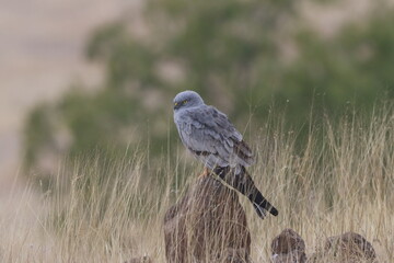 This striking image captures Montagu’s Harrier, a slender and elegant bird of prey known for its graceful flight over open grasslands and agricultural fields. With its long wings, narrow body, and kee