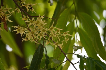 Obraz premium Polyalthia longifolia tree flowers. It's tree other names Ashoka, glodokan, glodogan tiang, False Ashok Tree. The bark of this trees is used in making many Ayurvedic medicines. 