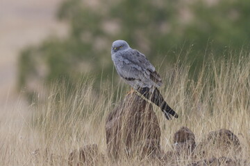 This striking image captures Montagu’s Harrier, a slender and elegant bird of prey known for its graceful flight over open grasslands and agricultural fields. With its long wings, narrow body, and kee