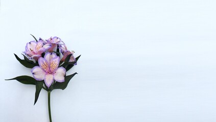 A branch of lilac alstrameria on a white background with space for text. Background for greetings and postcards.