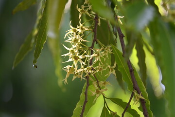 Polyalthia longifolia tree flowers. It's tree other names Ashoka, glodokan, glodogan tiang, False Ashok Tree. 
The bark of this trees is used in making many Ayurvedic medicines.
