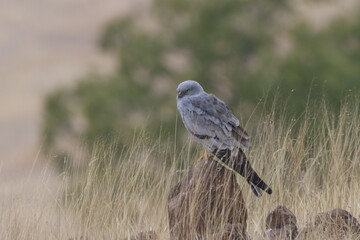 This striking image captures Montagu’s Harrier, a slender and elegant bird of prey known for its graceful flight over open grasslands and agricultural fields. With its long wings, narrow body, and kee