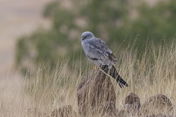 This striking image captures Montagu’s Harrier, a slender and elegant bird of prey known for its graceful flight over open grasslands and agricultural fields. With its long wings, narrow body, and kee