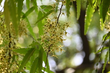 Polyalthia longifolia tree flowers. It's tree other names Ashoka, glodokan, glodogan tiang, False Ashok Tree. 
The bark of this trees is used in making many Ayurvedic medicines.

