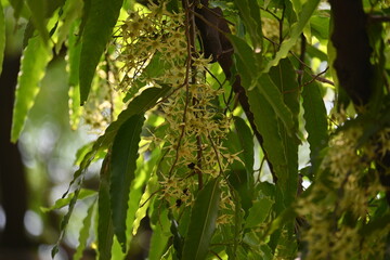 Polyalthia longifolia tree flowers. It's tree other names Ashoka, glodokan, glodogan tiang, False Ashok Tree. 
The bark of this trees is used in making many Ayurvedic medicines.
