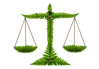  Scales of justice with fern leaves on transparent background