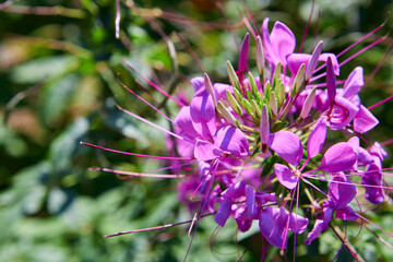 Close-up view of  pink Spider Flower on field