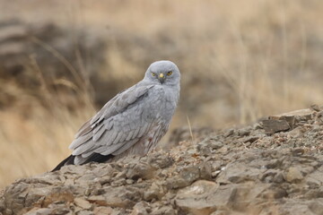 This striking image captures Montagu’s Harrier, a slender and elegant bird of prey known for its graceful flight over open grasslands and agricultural fields. With its long wings, narrow body, and eye