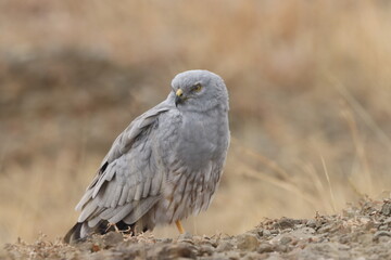 This striking image captures Montagu’s Harrier, a slender and elegant bird of prey known for its graceful flight over open grasslands and agricultural fields. With its long wings, narrow body, and eye