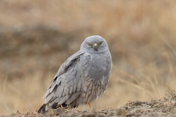 This striking image captures Montagu’s Harrier, a slender and elegant bird of prey known for its graceful flight over open grasslands and agricultural fields. With its long wings, narrow body, and eye