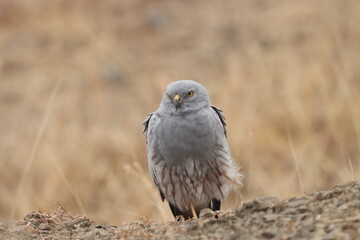 This striking image captures Montagu’s Harrier, a slender and elegant bird of prey known for its graceful flight over open grasslands and agricultural fields. With its long wings, narrow body, and eye