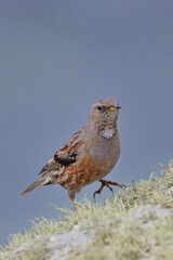 Alpine Accentor, (Prunella collaris), on lichen-covered rocks, a rare British vagrant, Cornwall, UK.