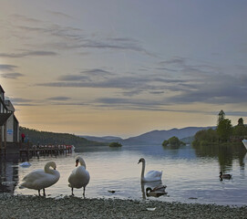 Lake Windemere at Bowness, evening light, with swans, Lake District, Cumbria, UK.