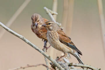 Common Linnets (Linaria cannabina), two adults perched, one singing, Marazion Marsh RSPB Reserve, Cornwall, UK.