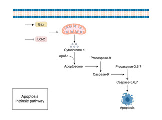 Apoptosis, programmed cell death, intrinsic pathway. Cell breaks into apoptotic bodies. Vector illustration.	