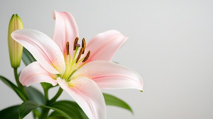 Fototapeta premium Delicate pink lily with vibrant stamens, green leaves, and bud on white backdrop