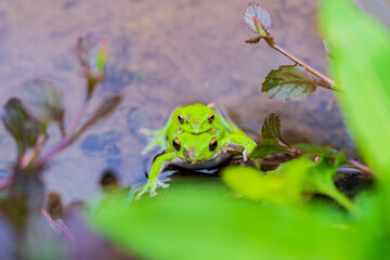 交尾中のモリアオガエル
