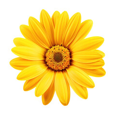 Naklejka premium Beautiful Yellow Daisy Flower Isolated on Transparent Background