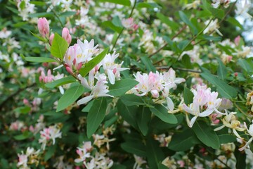 
Lonicera maackii, Amur honeysuckle, is a species of honeysuckle in the family Caprifoliaceae,...