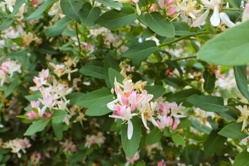 
Lonicera maackii, Amur honeysuckle, is a species of honeysuckle in the family Caprifoliaceae,...