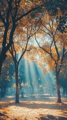Fototapeta premium Ephemeral autumnal forest illumination with sunbeams streaming through foliage