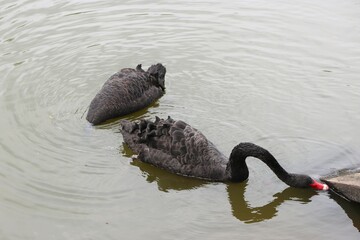 black swan, swan, black swans in the lake, birds,