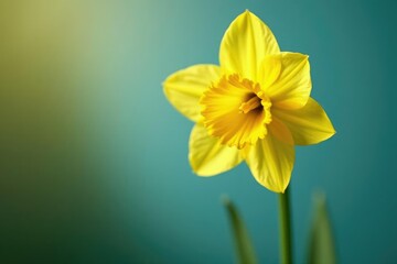 Fototapeta premium Single daffodil in bloom, yellow petals, green stem Close-up view against blurred background , blossom, elegant