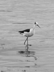 Obraz premium Himantopus himantopus feeding in Lake Saler in Valencia (Spain)