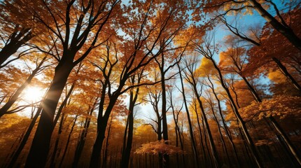 Fototapeta premium Majestic Autumn Forest with Vibrant Orange Leaves and Sunlight