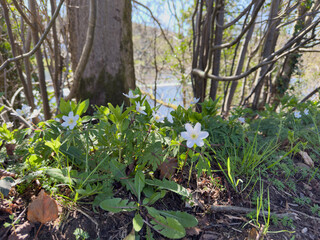 Close-up of white wood anemone flowers blooming in spring on a woodland floor