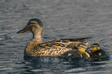 duck and ducklings