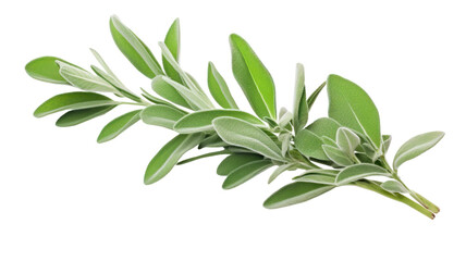 Fototapeta premium Sage Plant Isolated on Transparent Background
