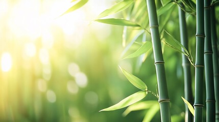 Lush bamboo stalks with vibrant green leaves bathed in sunlight
