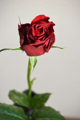 赤い薔薇
