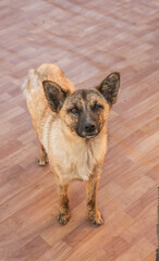 Medium-Sized Dog with Erect Ears Indoors