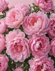 Fototapeta premium Tightly packed pink peonies, velvety petals, light pink backdrop , spring, botanical
