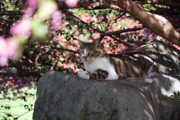 トキワマンサクの下で木漏れ日の中お座りしてるベンガル模様の野良猫