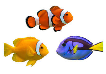 set of fish collection isolated on transparent background